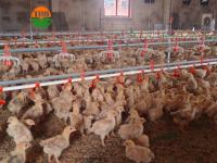 Système de poulailler en liberté avec éclairage LED à ventilation automatique