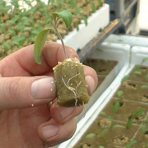 Démarreur <span class=keywords><strong>de</strong></span> graines <span class=keywords><strong>de</strong></span> <span class=keywords><strong>laine</strong></span> <span class=keywords><strong>de</strong></span> <span class=keywords><strong>roche</strong></span> hydroponique Medium Cube Seed Starter <span class=keywords><strong>pour</strong></span> pots <span class=keywords><strong>de</strong></span> fleurs et jardinières - Product Image 4