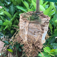 Sacs de pépinière de plantes à graines dégradables, sacs de semis Non tissés, sacs de Protection de fruits pour culture de plantes à fleurs et légumes