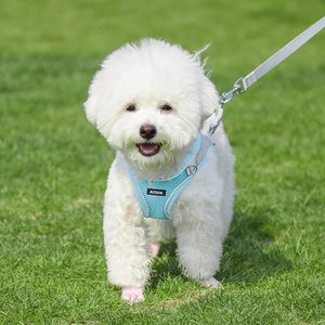 中小犬用の反射調節可能なベストハーネスとリーシュセットのプルソフトメッシュなしワンステップ - Product Image 6