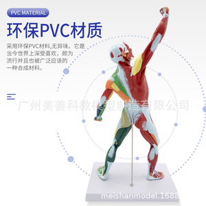 Modèle musculaire humain coloré de 50 cm, système de structure articulée, anatomie, aide pédagogique pour la remise en forme, art médical - Product Image 1