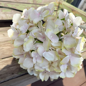 Grande fleur d'hortensia 3D à effet naturel - Réaliste et authentique pour la décoration intérieure - Product Image 5
