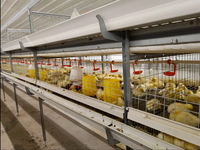 Nuevas Bebederos de Agua de Material PP para Granjas Avícolas, Equipo de Alimentación para Aves de Corral, Bebederos para Pollos de Engorde y Gallinas Ponedoras