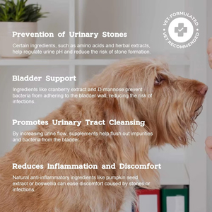 Suppléments de soutien de la vessie personnalisables pour les chiens vieillissants Fabricant de confiance Commandes en gros Soins de santé et suppléments pour animaux de compagnie - Product Image 2