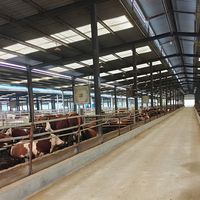 Structure en acier préfabriquée de haute qualité pour poulailler, charpente en acier galvanisé, poutre en acier en H, design industriel 5