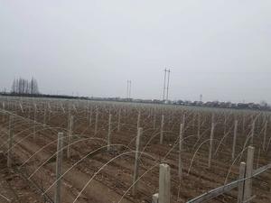 Tige de fibre de verre Pultrusion 3mm, tiges de fibre de verre solide flexible - Product Image 5