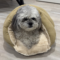 Lit de grotte à câlin à motif solide à la mode moderne pour chats et chiots Rectangle Utilisation intérieure Lavable Durable pour le confort hivernal