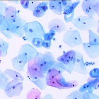 Medical Parasite Microscope Slides Good Medical Microscopic Glass Slides