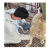 Échographe vétérinaire multilingue Dawei pour la mesure des animaux en gestation, idéal pour les cliniques vétérinaires et les exploitations agricoles