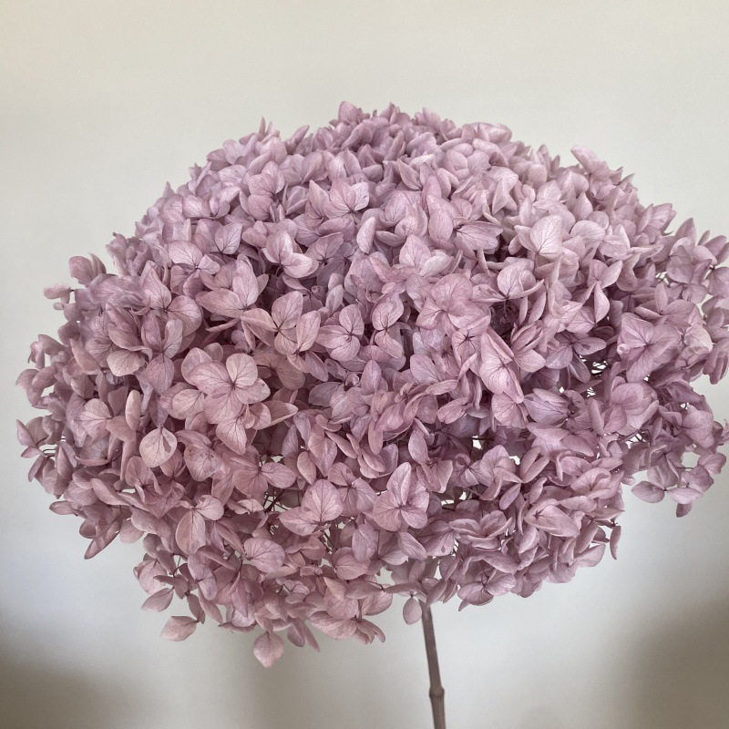Pêche rose