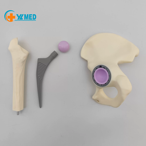 Modello di Sostituzione dell'Anca in Scala Ridotta per Comunicazione Clinica tra Ortopedisti e Pazienti - Product Image 3
