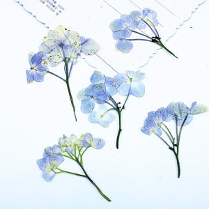 <span class=keywords><strong>Fleurs</strong></span> <span class=keywords><strong>séchées</strong></span> d'hortensia avec tige pour embellissements artisanaux en résine, 100PCS <span class=keywords><strong>Fleurs</strong></span> <span class=keywords><strong>séchées</strong></span> pressées pour bijoux <span class=keywords><strong>DIY</strong></span> Phone Case Decor - Product Image 1