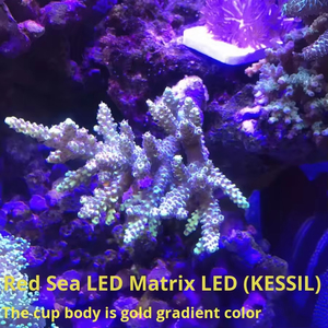 Lumière LED pour <span class=keywords><strong>aquarium</strong></span> marin d'eau salée, série RedSea Reef LED G2, spectre complet, programmable par application WiFi, intelligente, pour la croissance des coraux - Product Image 4