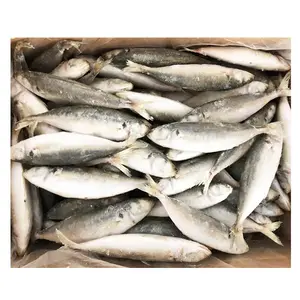 नई लैंडिंग IQF ताजा जमे हुए Layang Scad मछली Muroaji