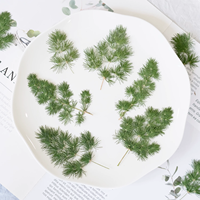 Asparagus Fern Scrapbooking Epoxy Resin Tanaman Alami Ramah Lingkungan