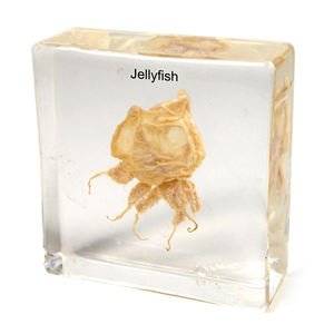 Gelsonlab HSBS-027 Espécimen Biológico Encapsulado de Cysticercus, Parásito de Gusano de Cerdo - Product Image 4