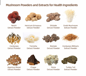 Çin prim tedarikçisi üst Ganoderma Reishi kabuk-kırık Sporoderm-kırık Spore tozu Reishi mantarı Extractt - Product Image 5