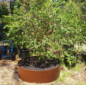 Corten Steel Garden Edging Weather Resistant Flower <b>Bed</b> Garden Lawn Edging - Product Image 5