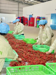 พริกแดงสด ไม่มีก้าน รสเผ็ดจัด พริกตาไก่ 3-6 ซม. คุณภาพส่งออกจากเวียดนาม - Product Image 2