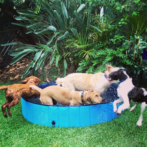 Prezzo di fabbrica rotondo Pet cane pulizia <span class=keywords><strong>piscina</strong></span> pieghevole cane gatto <span class=keywords><strong>piscina</strong></span> giardino piscine per <span class=keywords><strong>cani</strong></span> - Product Image 3