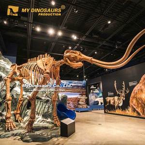 MY DINO Fossile d'animal de l'ère glaciaire, squelette de mamouth, exposition du Musée National, à vendre - Product Image 1