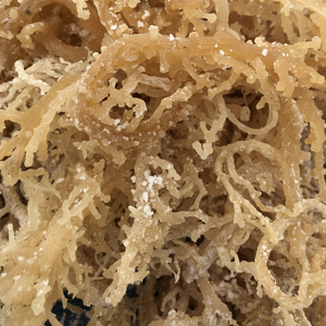 Suministro a granel de musgo marino seco, alga marina Eucheuma orgánica de fábrica de Vietnam a precio competitivo. - Product Image 1