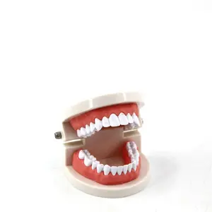 Medical small dental human tooth hygiene model for educational model