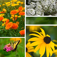 Grande collection de semences non-OGM de plantes anciennes, 10 sachets, Coleus, Carnation, Marguerite, Calendula, Lys de cheval, Zinnia, pour plantation en pot