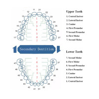 28 dents résine dents prothèses dentaires Flexible prothèse dentaire résine dentaire acrylique résine prothèse fausses dents 3 ensembles