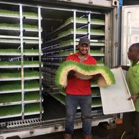 Serre intelligente avec systèmes hydroponiques et de fertigation pour la culture toute l'année de fleurs, de plantes ornementales et d'herbes