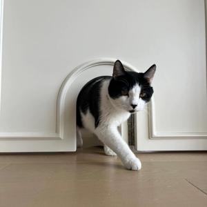 Puerta Francesa <span class=keywords><strong>de</strong></span> Lujo Blanca <span class=keywords><strong>para</strong></span> Mascotas, Mueble <span class=keywords><strong>para</strong></span> el Hogar, Insonorizada, <span class=keywords><strong>de</strong></span> Vidrio Templado, con Placa <span class=keywords><strong>de</strong></span> Protección Contra el Polvo, en Oferta - Product Image 5