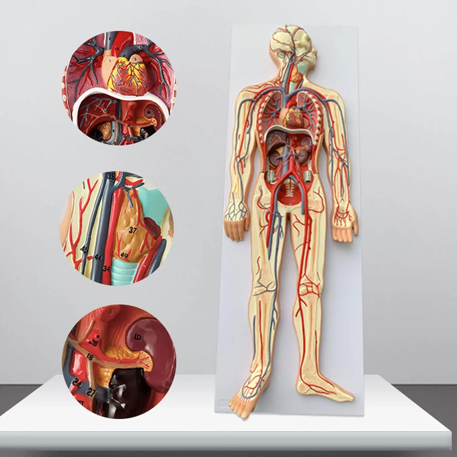 Tıp bilimi öğretim kaynağı eğitim ekipmanları insan kan dolaşım sistemi modeli, kan dolaşım modeli