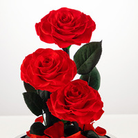 Nouvelles roses violettes tendance 2024, cadeaux élégants, roses éternelles colorées et préservées dans un dôme en verre, pour un cadeau de remise de diplôme