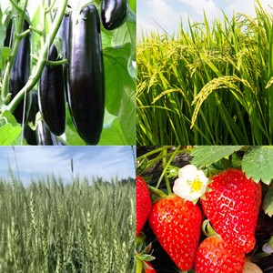 Tabletas de extracto de algas marinas de aminoácidos 35% mejoran la fertilidad del suelo y el crecimiento de las plantas - Product Image 2