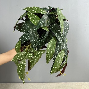 Nhà máy cung cấp đầy màu sắc nhựa nhân tạo Ivy Vine treo tường khoai môn và Thu Hải Đường Lá Faux cây xanh cho đám cưới trang trí nội thất - Product Image 4