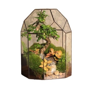 Glass <strong>Terrarium</strong> <strong>Kit</strong> Diamond Shape Glass <strong>Terrarium</strong> Plant Sarufo Glass Plant <strong>Terrarium</strong> <strong>Kit</strong> - Product Image 1