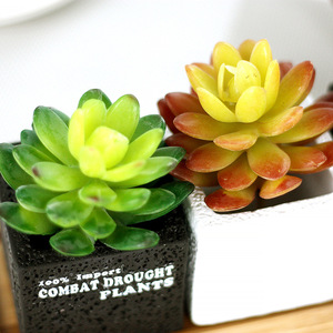 2024 10cm Plante Artificielle Echeveria Lenore Dean Intérieur Succulente - Product Image 3