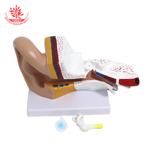 Modèle d'anatomie de l'oreille pour table ; modèle d'oreille humaine à grossissement 3x ; anatomie d'organe humain en 2 parties détachables. - Product Image 3