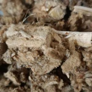 Venta al por mayor de hojas de verbasco natural, hierba para fumar, hojas secas con tallos y raíces - Product Image 2