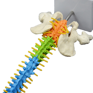 Recursos Didácticos, Modelo <span class=keywords><strong>de</strong></span> Anatomía <span class=keywords><strong>de</strong></span> 45 CM, Columna Vertebral y Pelvis Humana con <span class=keywords><strong>Huesos</strong></span> <span class=keywords><strong>de</strong></span> Pierna (Blanco), Certificado ISO para Enseñanza Médica - Product Image 2