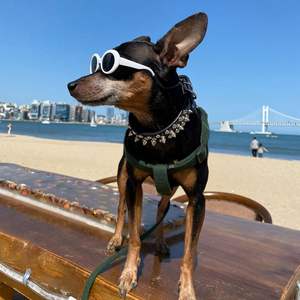 <span class=keywords><strong>Collar</strong></span> de cuero duradero para cachorros, <span class=keywords><strong>collar</strong></span> de entrenamiento con pinchos afilados para perros, collares con pinchos - Product Image 5