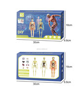 Juguete STEM, Modelo de Cuerpo Humano Transparente para Niños, Anatomía Humana, Modelo de Cuerpo Humano