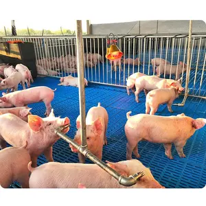 Pig farm equipment supplier for World top 20 pork producers pig farming equipment