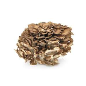 ผงสารสกัดเห็ดไมตาเกะ 30%~50% โพลีแซ็กคาไรด์ ผงสมุนไพรกริโฟลา ฟรอนโดซา - Product Image 2