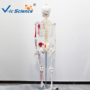 Modèle d'anatomie squelettique humaine avec coloration et numérotation des muscles à des fins pédagogiques pour les écoles de médecine. - Product Image 1