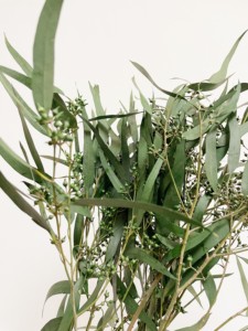 Real Exotica Eucalipto Flor Preservada Plantas de Flores Secas para Floristerí<span class=keywords><strong>a</strong></span> Suministros para Eventos en Casa Bodas Navidad Dí<span class=keywords><strong>a</strong></span> DE LA Madre - Product Image 6