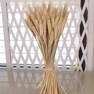 Faux épis <span class=keywords><strong>de</strong></span> blé décoratifs multicolores en fleurs séchées - Product Image 3