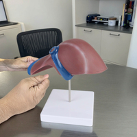 Enseignement médical et outil éducatif Modèle anatomique du foie humain de haute qualité pour l'étude d'anatomie