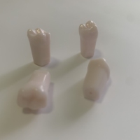 Pratique dentaire dents typodont dents Dent artificielle Modèle de dents en plastique