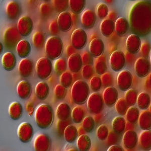 GMP標準高品質食品グレード100% 天然アスタキサンチンヘマトコッカスPluvialisエキス液体固体抽出粉末 - Product Image 2